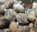 Thick lucines shells