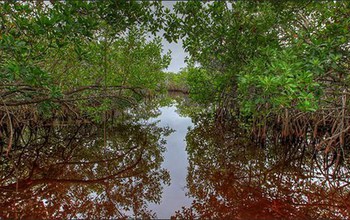 Scientists have put a price tag on the value of mangroves in the Everglades.