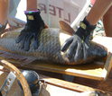 Researchers census fish populations in lakes in Wisconsin. Seen here, a common carp.