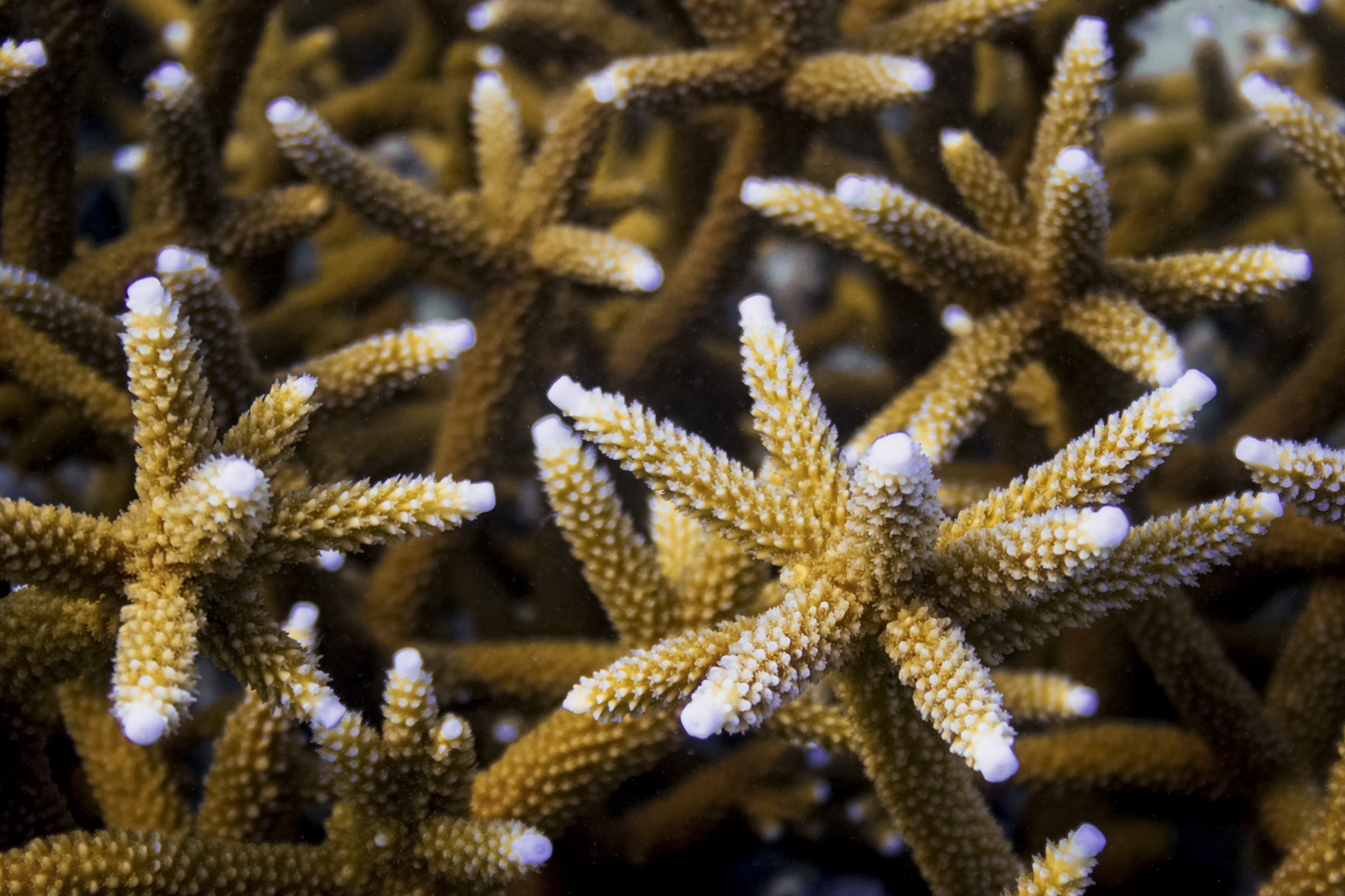 Multimedia Gallery - Endangered staghorn coral (Acropora