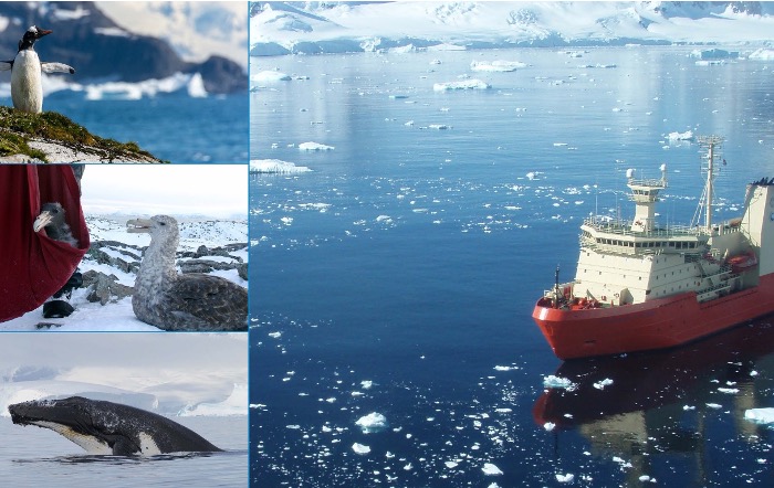 Collage of Antarctic images