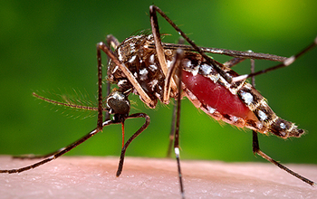 An Aedes aegypti mosquito