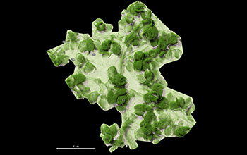 A 3D CT scan of a 52-million-year-old fossilized spurge plant discovered in Argentina
