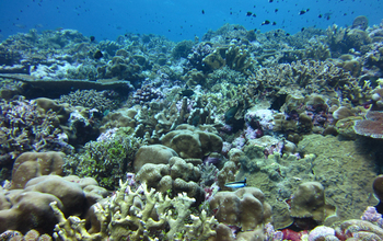 Scientists pinpoint how ocean acidification weakens coral skeletons ...