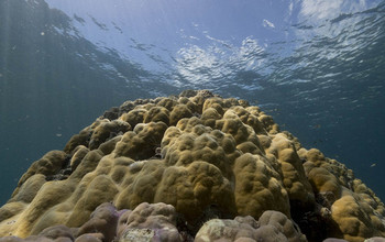 coral cores
