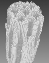 3-D CAT scan reconstruction of a coral core