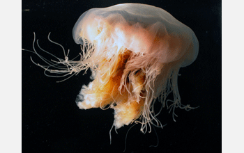 Lions mane jellyfish (<em>Cyanea capillata</em>)