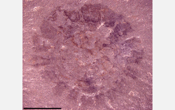 A Middle Cambrian jellyfish from Millard County, Utah