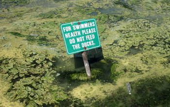 Sign on a lake with algae reads for swimmers health please don't feed the ducks