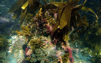 underwater Kelp habitat in which black surfperch hunt for prey