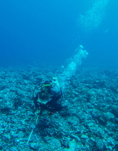 A scientist swimming underwater to study a Mo'orea reef.