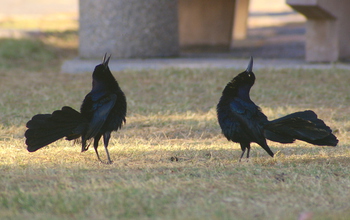Birds like the great-tailed grackle do well in landscaping with water, lawns and trees.