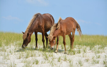 Two feral Chincoteague ponies graze along the dunes on Assateague Island