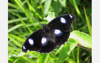 A male <em>Hypolimnas bolina</em>, also called the Blue Moon or Great Eggfly butterfly.