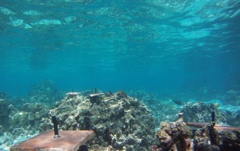 Unglazed terracotta tiles are bolted to the reef, and baby corals settle onto the tiles.