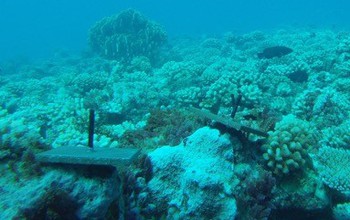 Tiles like these were attached deeper on the outer reef and shallower on the back reef.