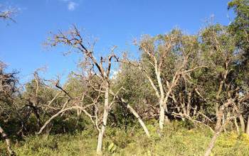 Dead oak trees line a forest near Mancos, Colorado.