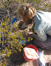 A female collects samples from the ground.