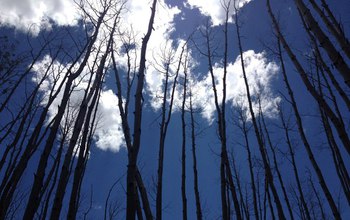 bare  aspens trees