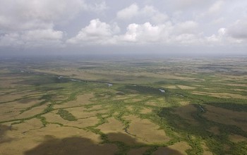 Mangroves (green) and freshwater marshes (light brown) surround the upper Shark River.