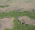 Detail of small creeks where freshwater marshes (brown) and mangroves (green) meet.