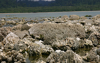 Coral uplifted from underwater by the earthquake, on the western tip of Simeuleu Island