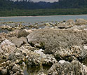 Coral uplifted from underwater by the earthquake, on the western tip of Simeuleu Island