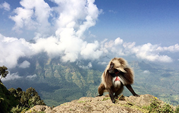 Adult male gelada in the Simien Mountains National Park, Ethiopia.