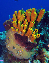 Photo of different species of sponges on a coral reef in the Bahamas.