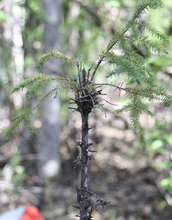 Spruce seedling that has been severely browsed by snowshoe hares.