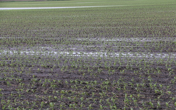 Changes in non-extreme rainfall can alter agricultural production in fields such as this one.