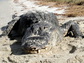 Alligator on beach