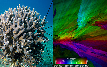 Pupa Gilbert developed a method for mapping crystal structures, such as those found in coral.