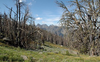 dried pines in an alpine region