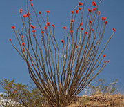 Ocotillo is drought deciduous. After rare desert rains, the plant grows leaves within 24 hours.