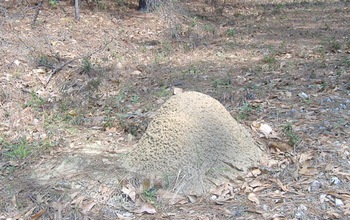 Large fire ant colonie mound