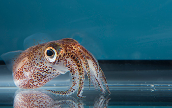 Hawaiian bobtail squid