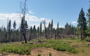 A thin mixed-conifer forest one year after a medium-intensity fire in Yosemite National Park.