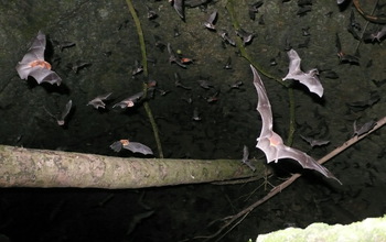 Each evening, thousands of bats rush out of caves in the Caribbean, here seen in Puerto Rico.