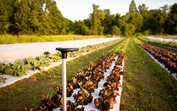 Arable Labs Inc.'s advanced microclimate and crop growth monitoring device, the Mark.