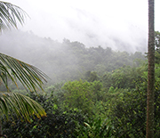 The NSF Luquillo CZO-LTER site before the passage of Hurricane Maria.