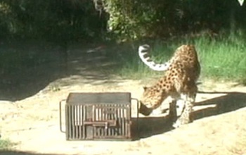 A leopard looking at a box