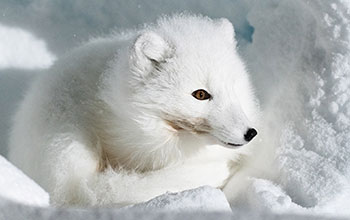 An Arctic fox