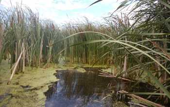 Wetlands