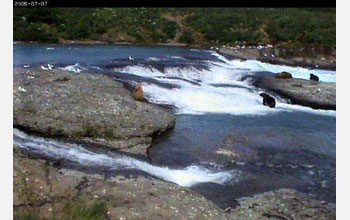 Grizzly bears fishing at the falls in McNeil River Game Sanctuary, Alaska.