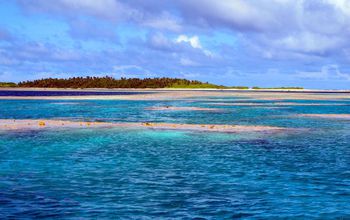 The predictable coral reef shift affects what microbes do and which ones are most abundant.