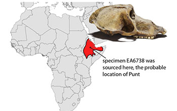 Map showing the probable location of Punt.