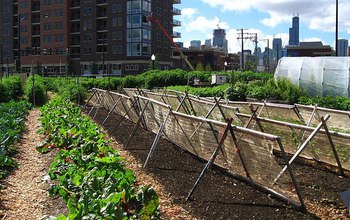 Residents of Chicago tend urban farms planted between city buildings.