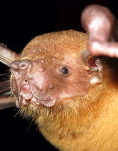 The greater bulldog bat, or fishing bat, listens for echoes over the water to detect its fish prey.