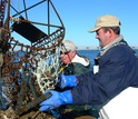 Men unloading oysters on a boat